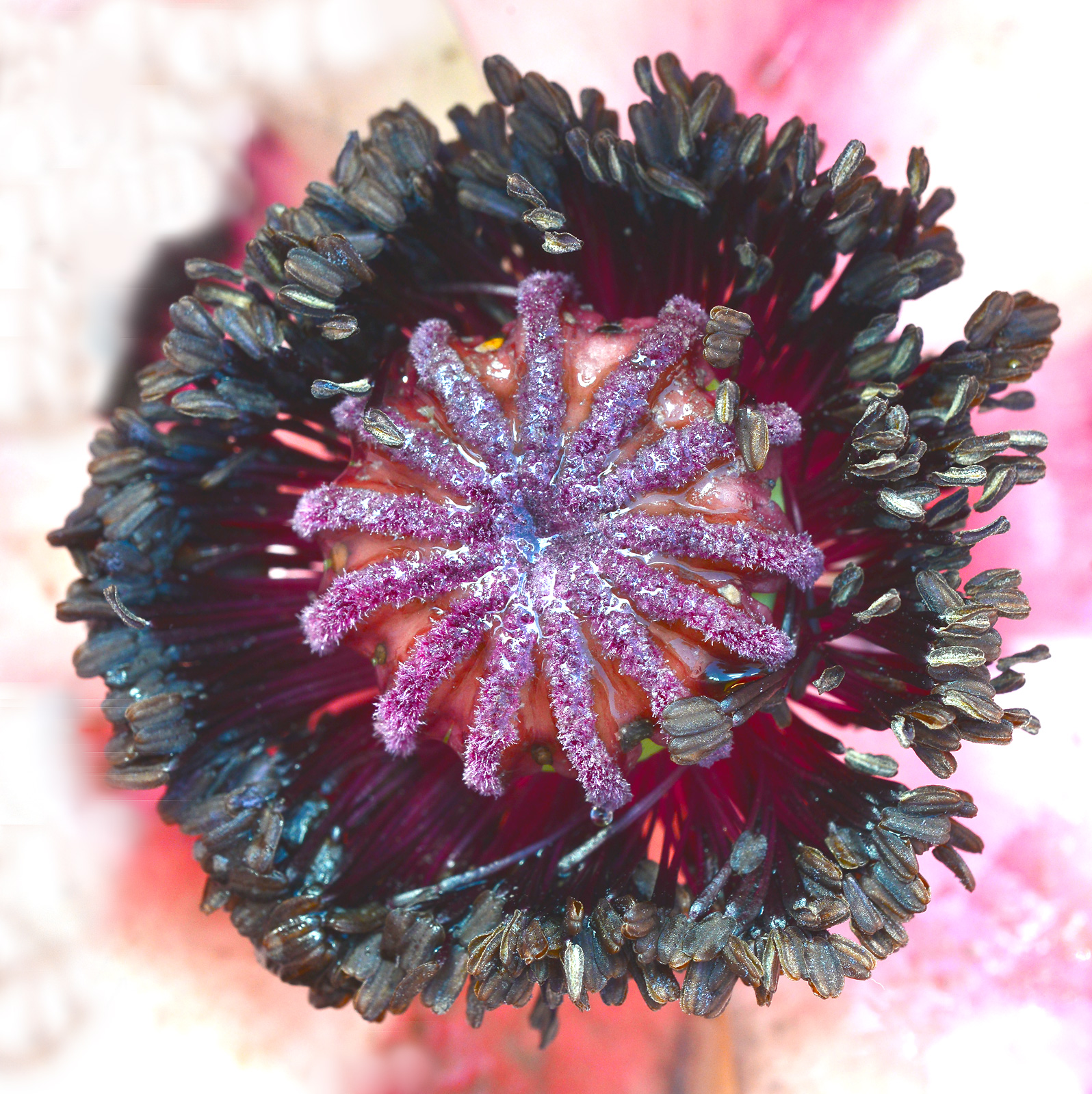 Papaver  Closeup