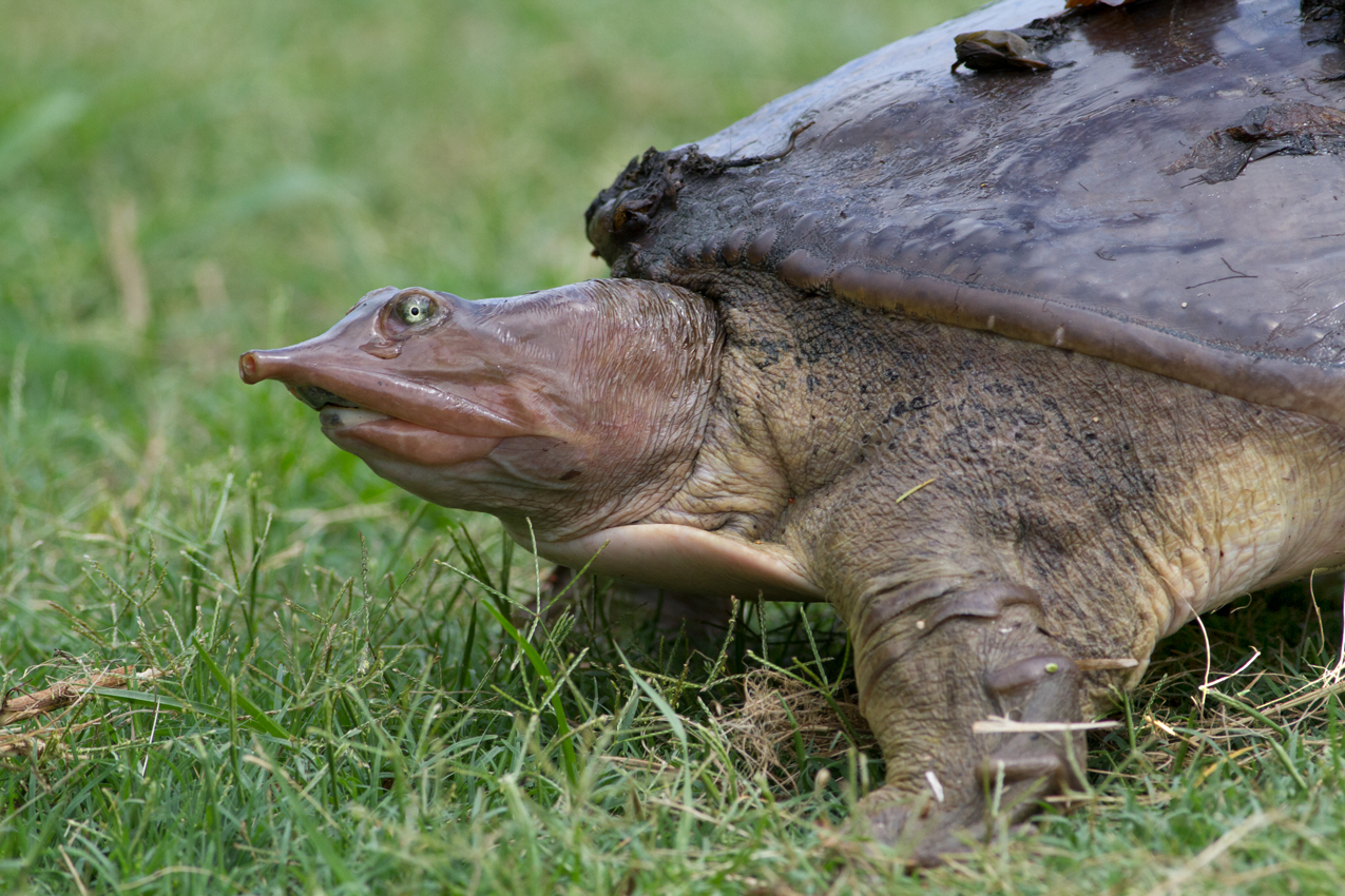 Florida softshell turtle