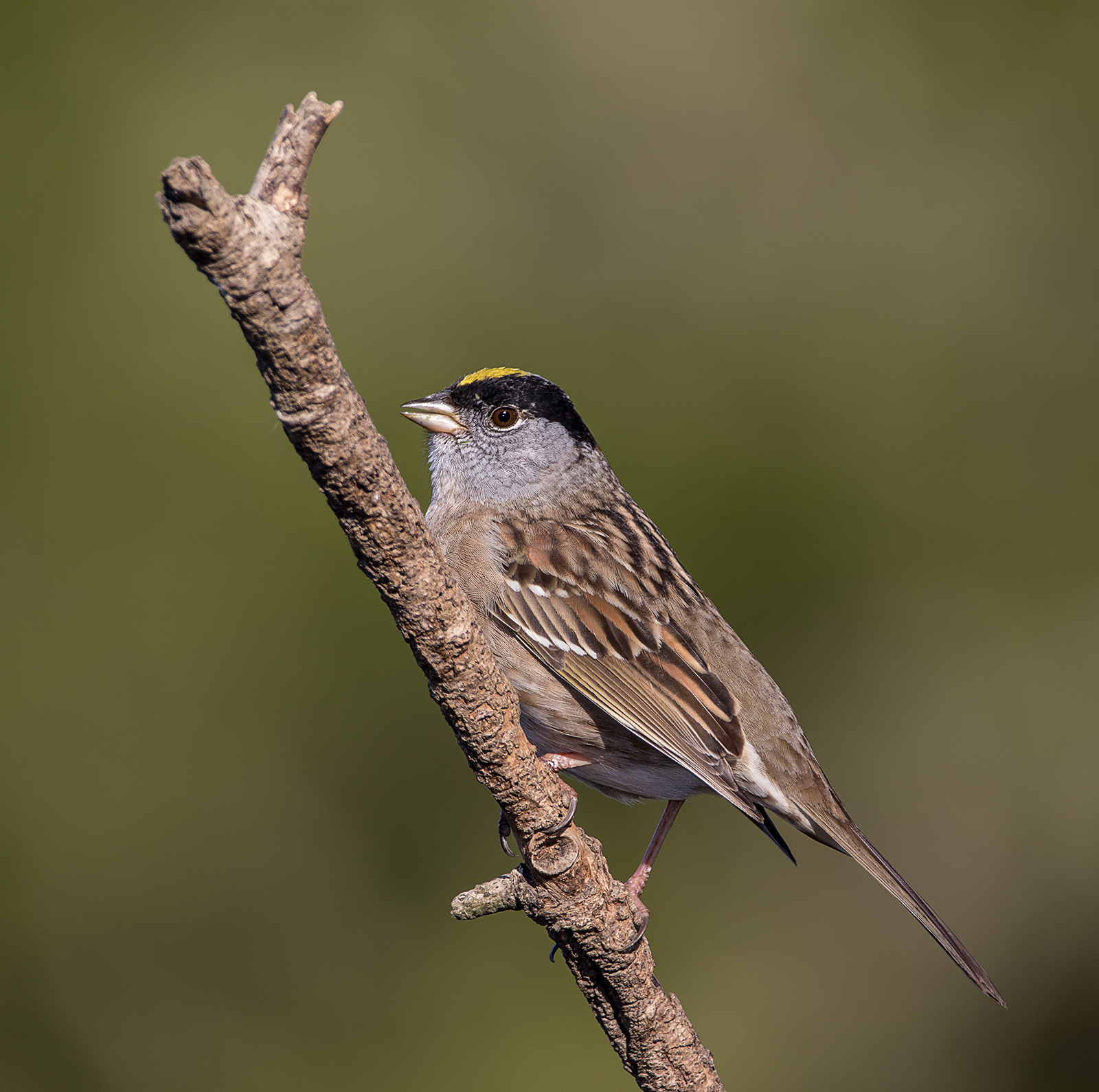 Golden-crowned Sparrow
