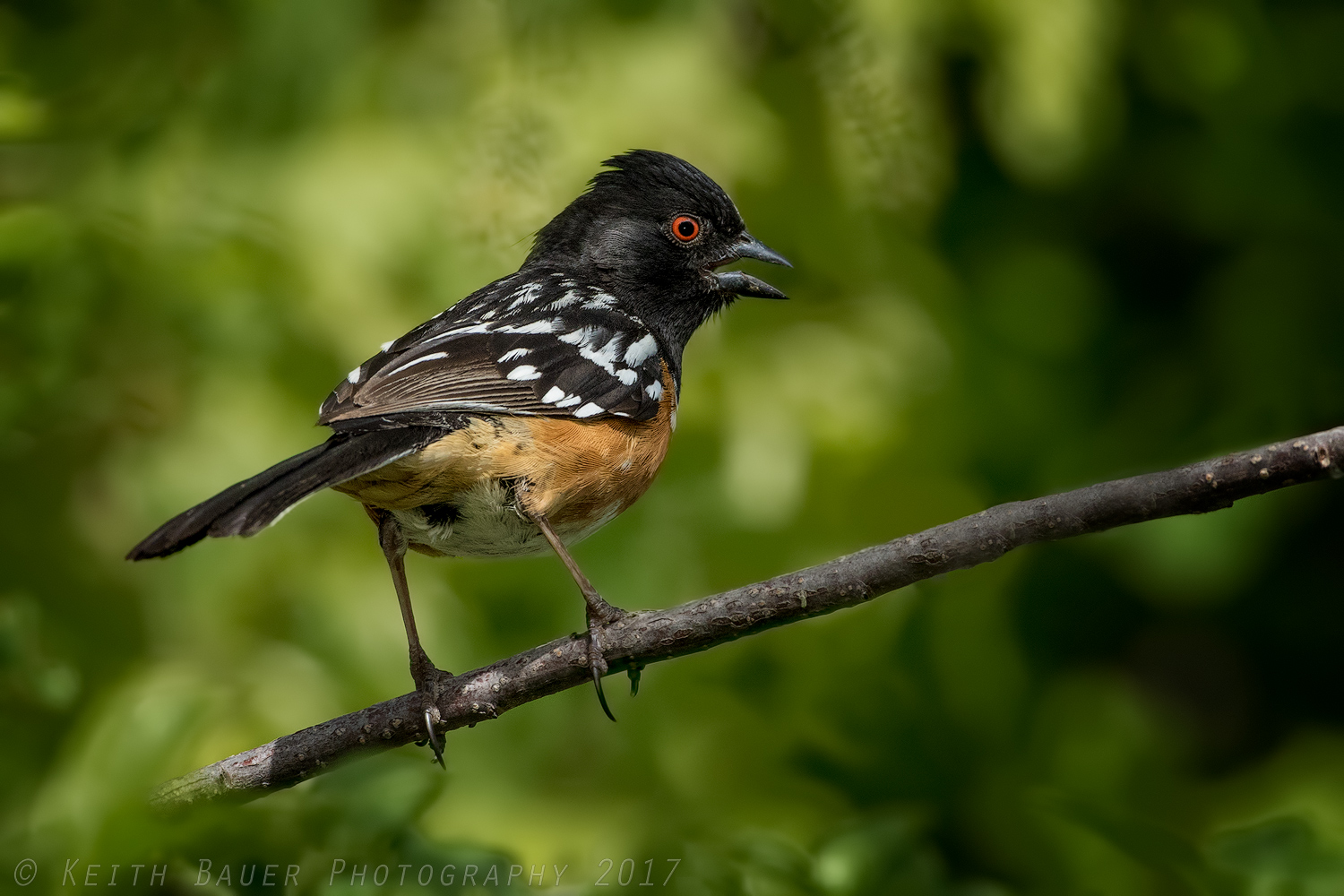 Spotted Towhee