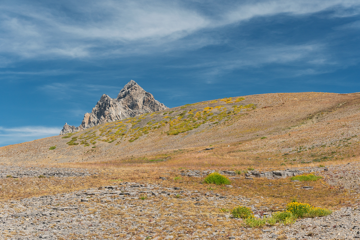 Teton Peeking