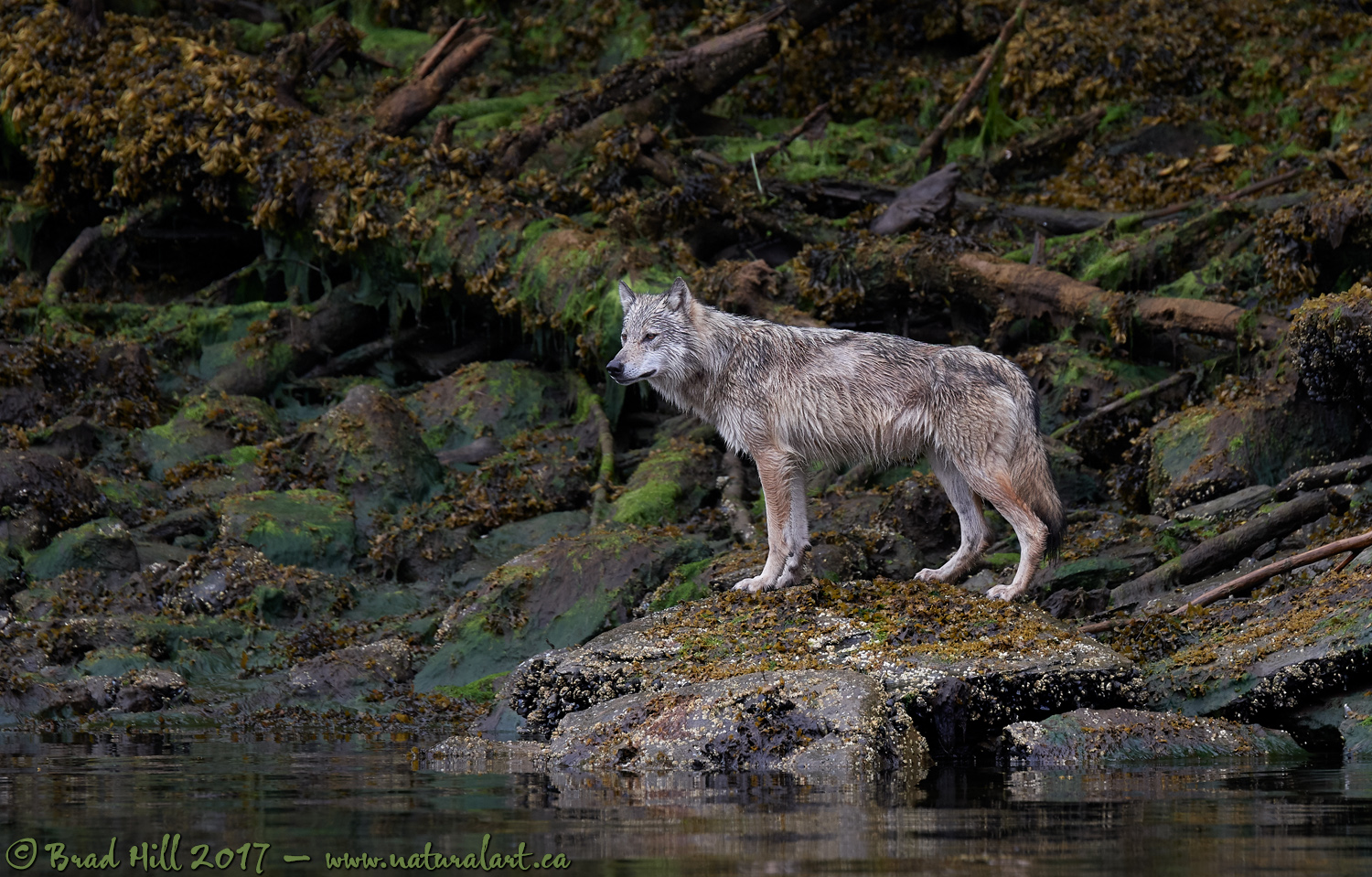 The Sea Wolf
