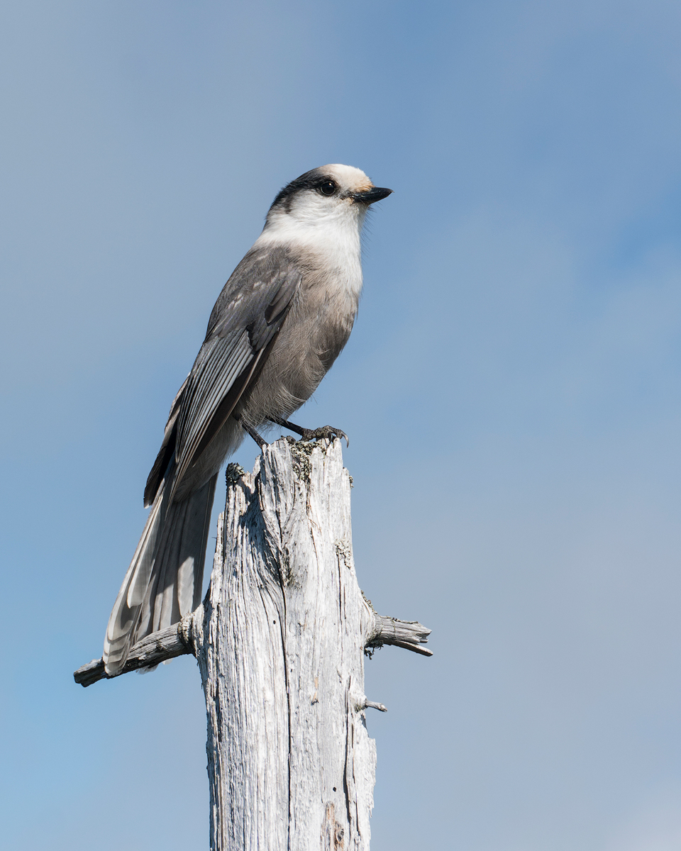 White Mountain Gray Jay