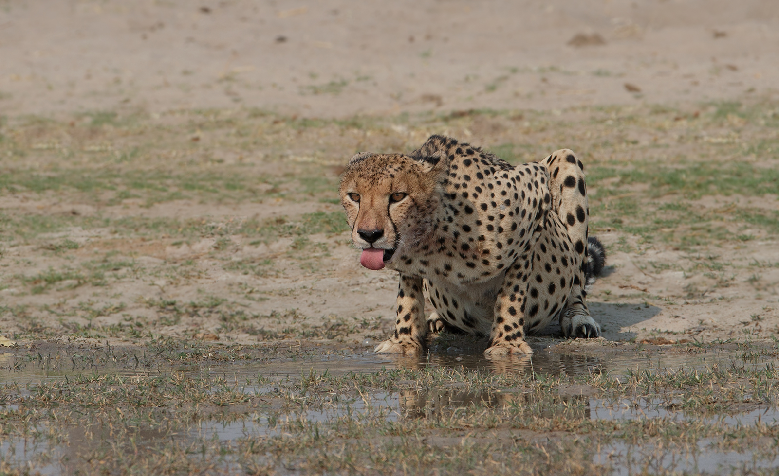 Time for a Cheetah