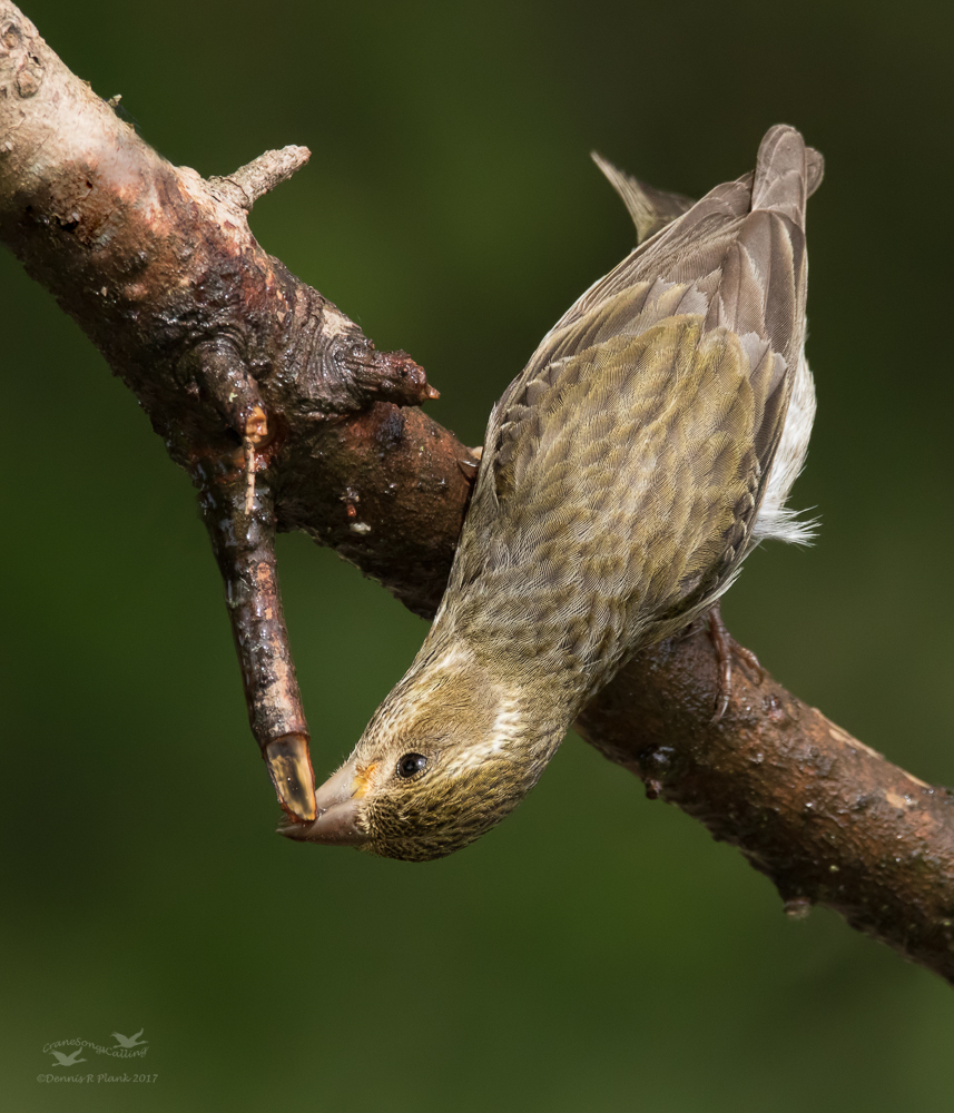 Purple Finch, Female
