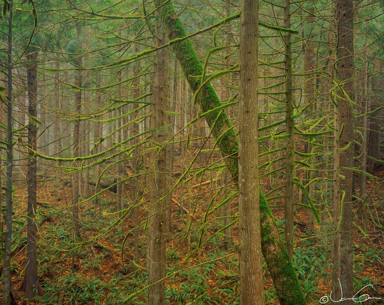 Forest Lines