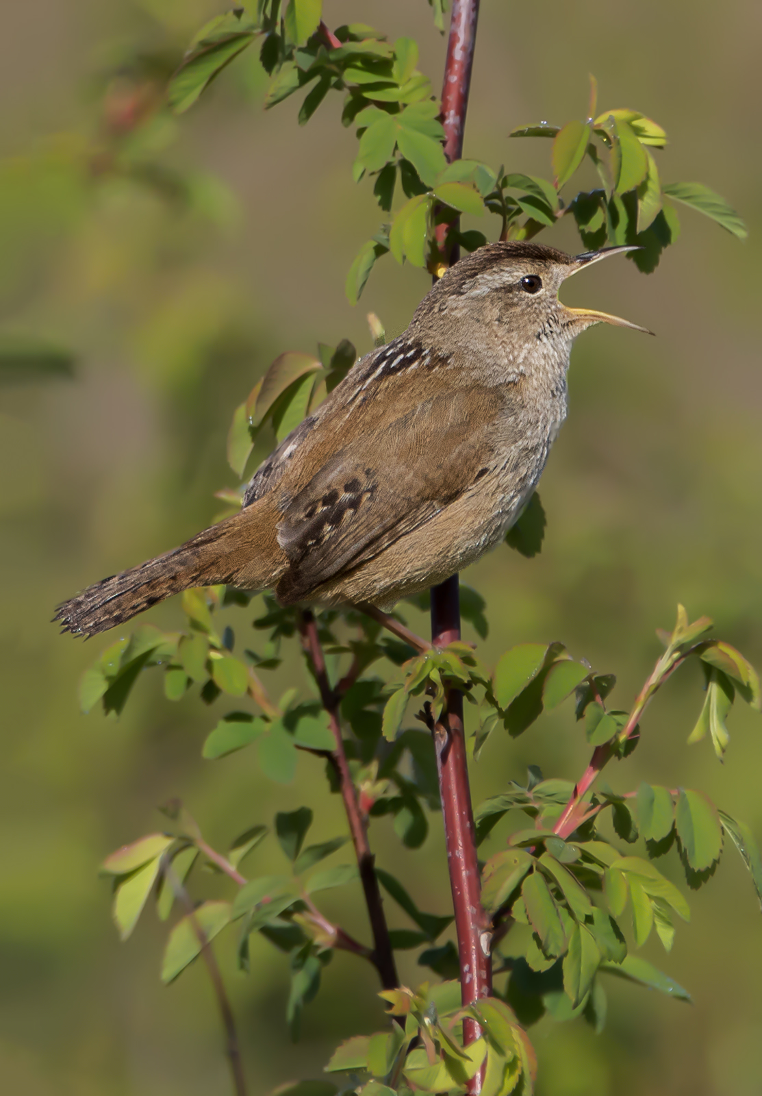 Marsh Wren and re-post