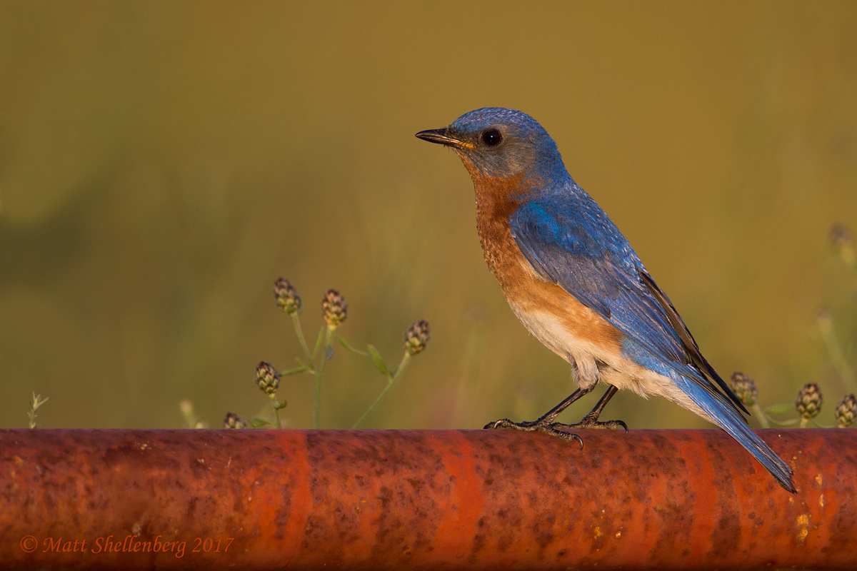 Eastern Bluebird