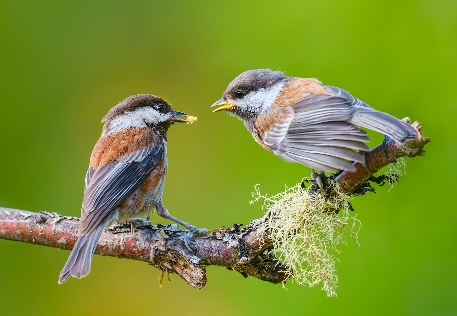 Feeding Time #2 & RP
