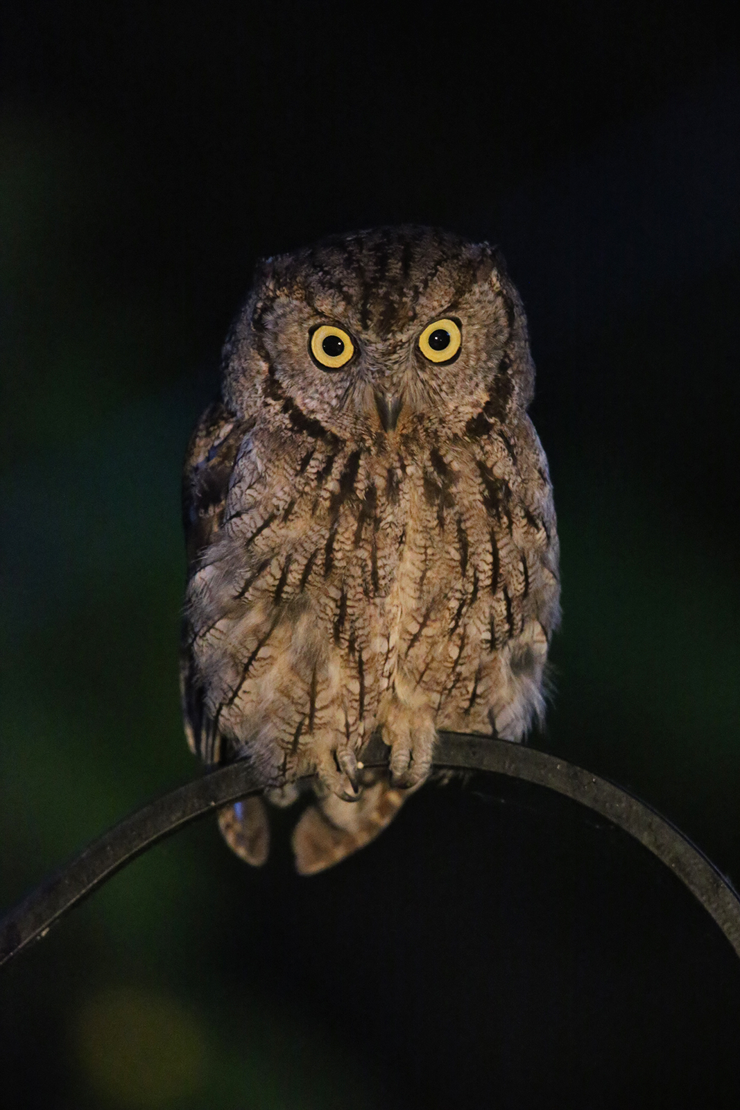 WC 791-West. Screech Owl