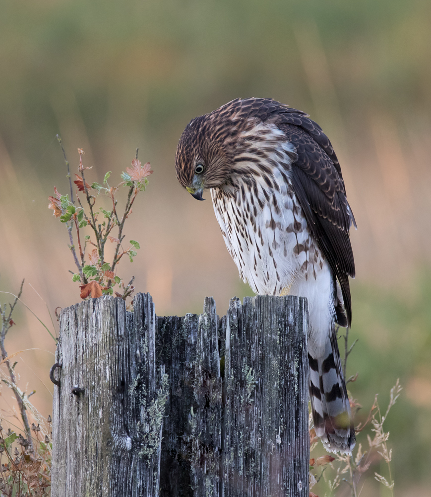 Curious Visitor