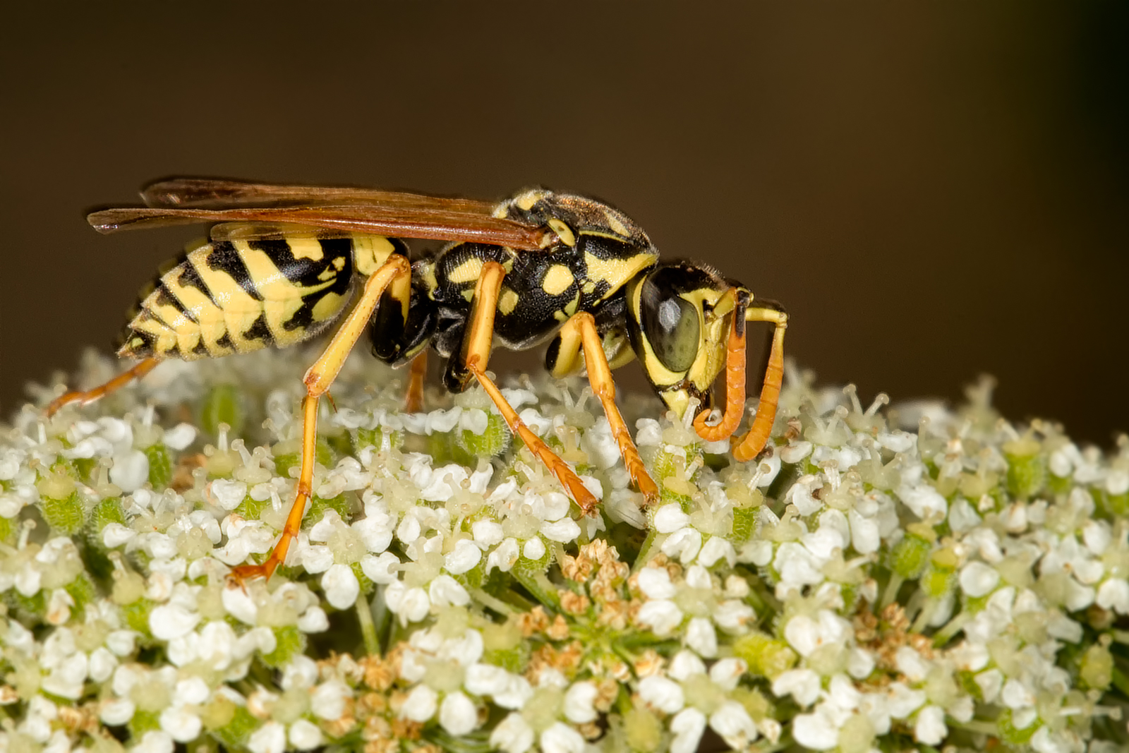 Yellow Jacket
