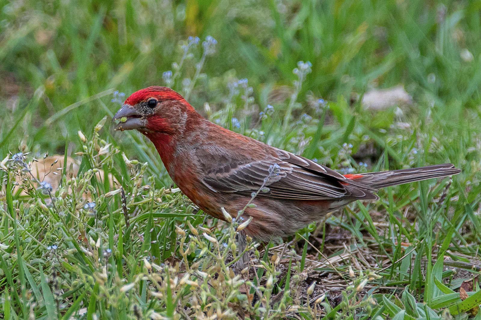 House Finch