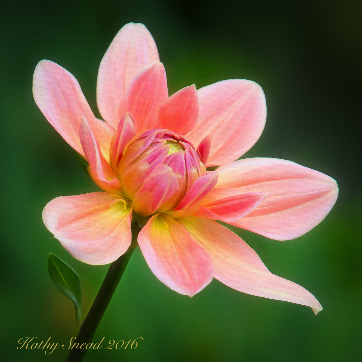 Pink Daisy Dahlia