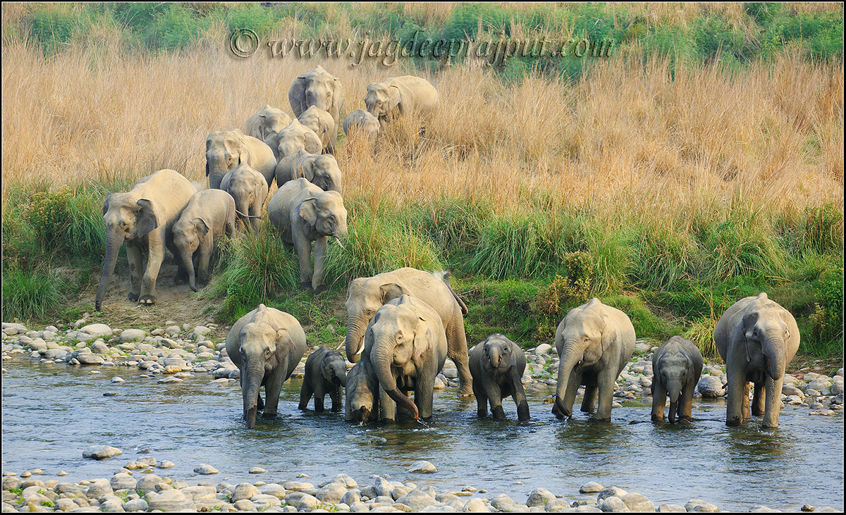 Life at the river bank