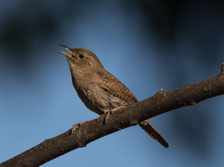 Backyard House Wren