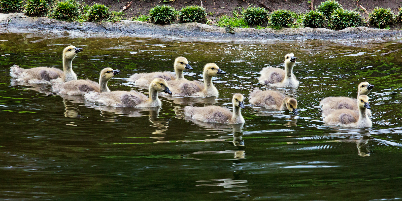 Flotilla + Repost