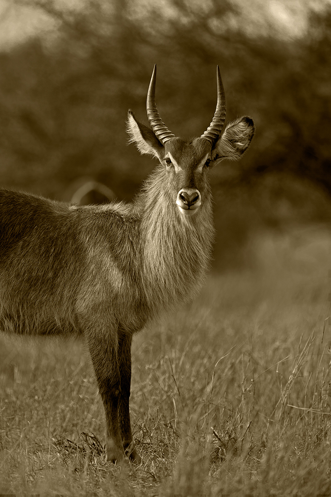 Waterbuck