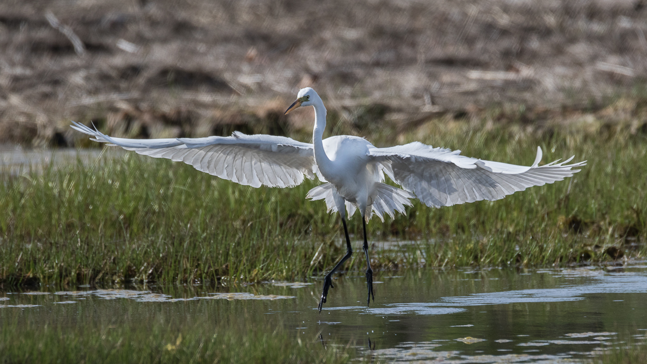 Landing 1
