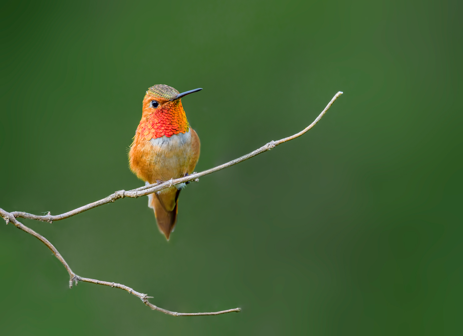 Rufous Male & RP