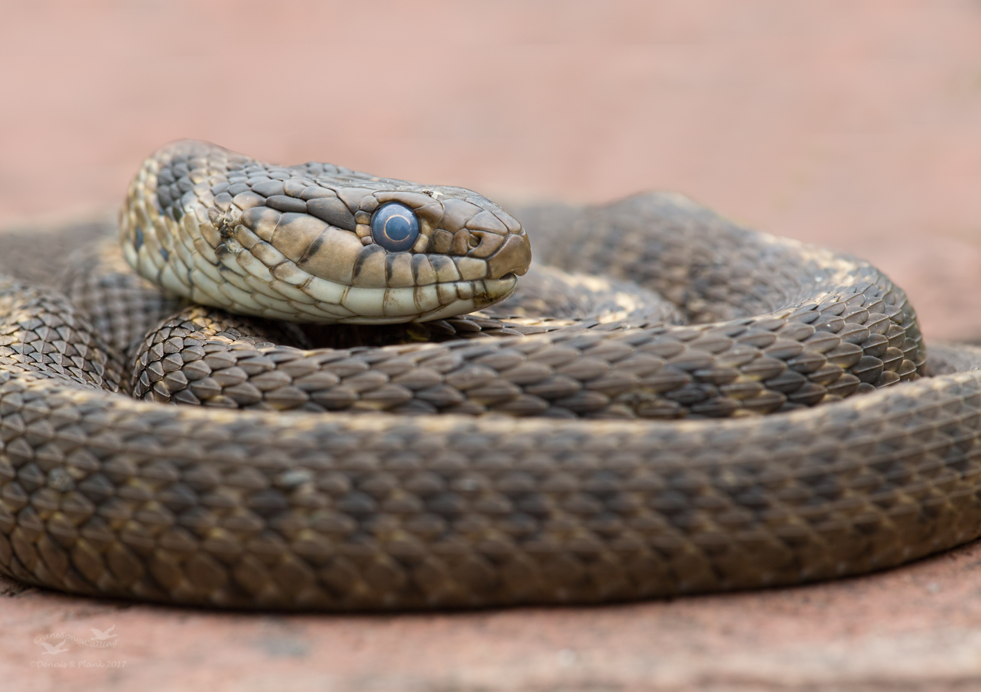 Garter Snake