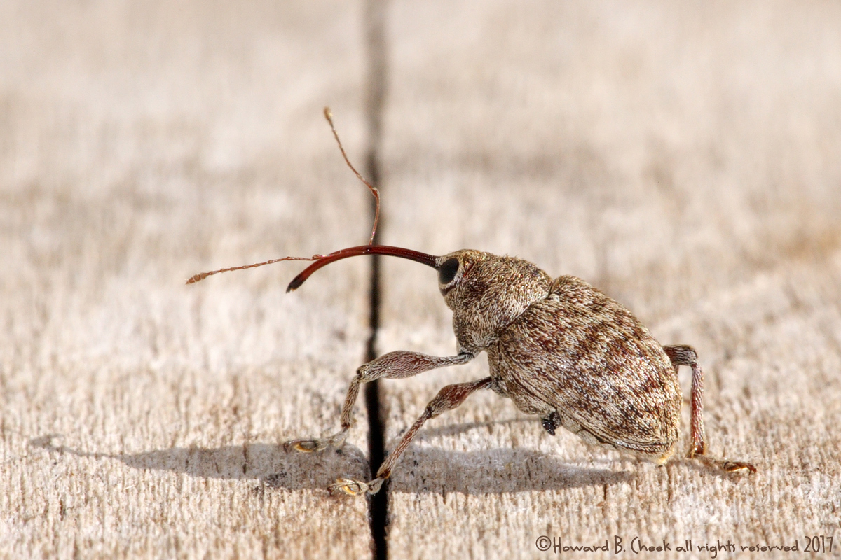 An Educated Weevil ;)