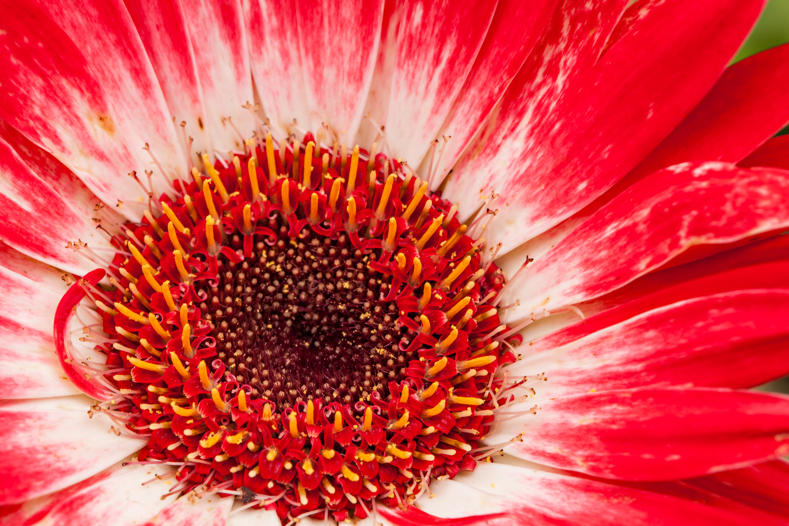 Gerber Daisy