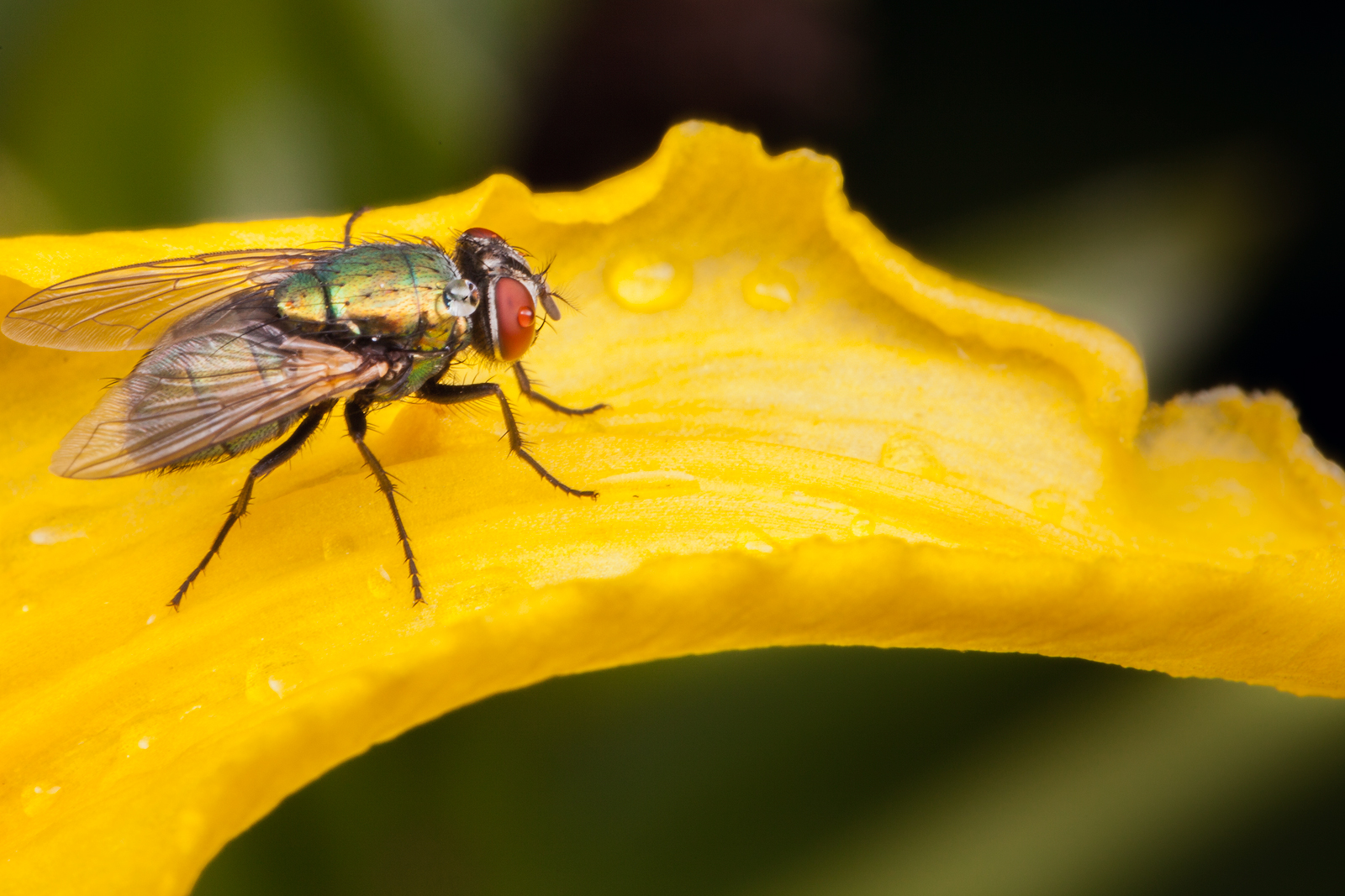 Fly After The Rain