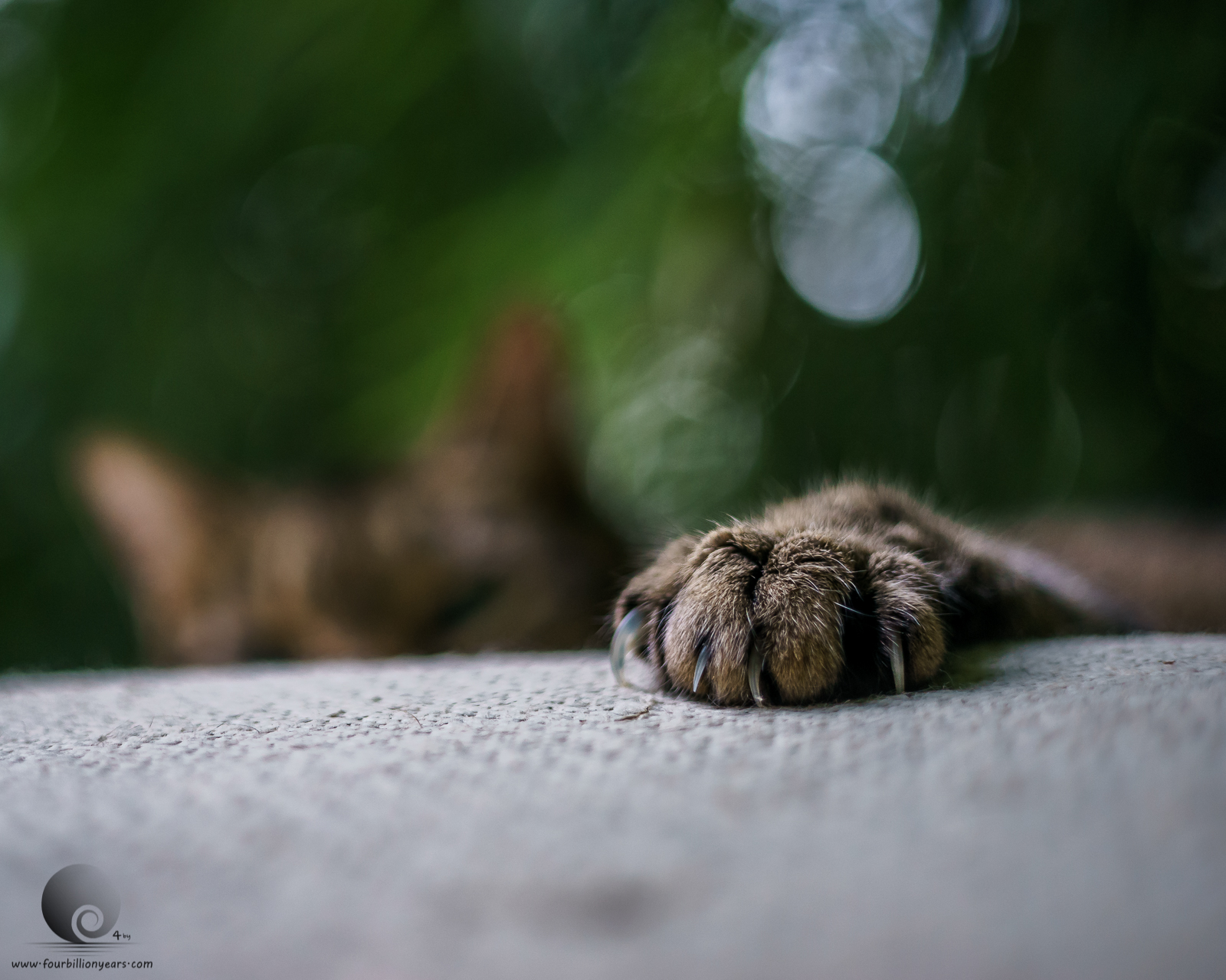 A Un Gato