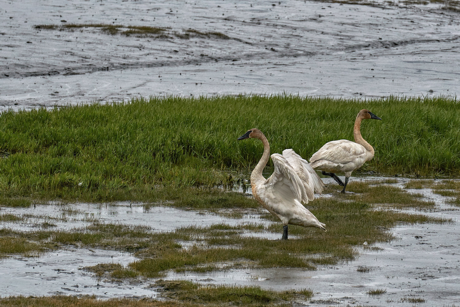 Shedding the Rain