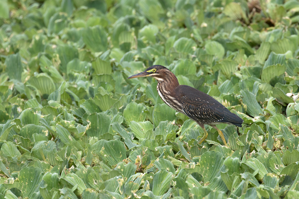 Green Heron