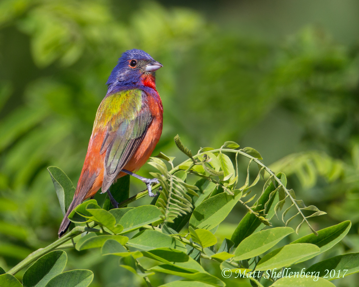 Painted Bunting