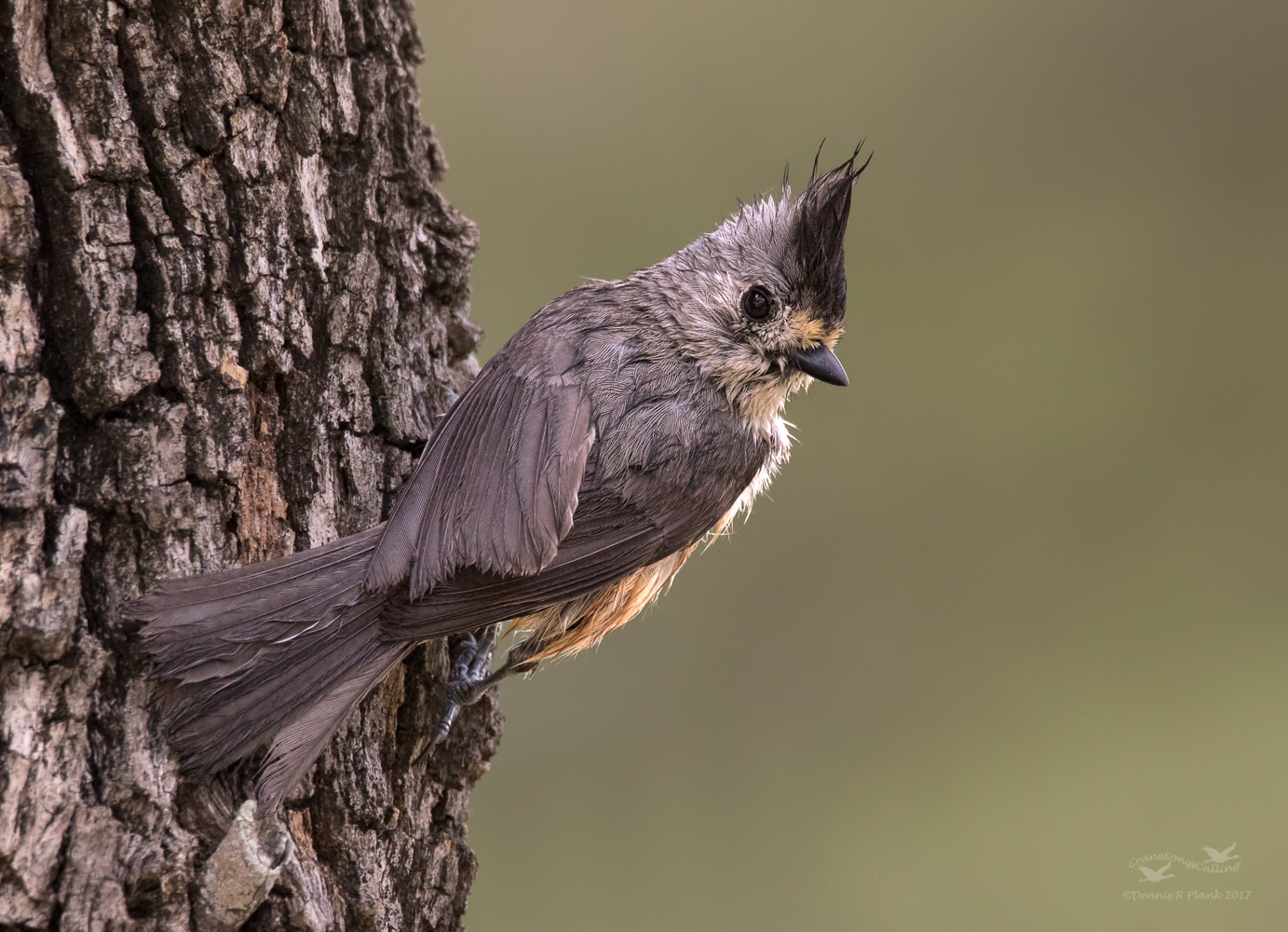 Black-crested Titmouse