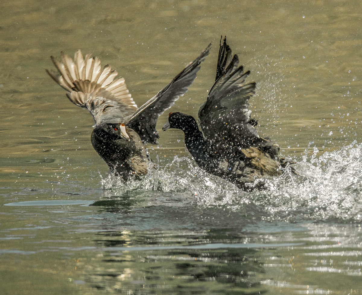 Coot Fight!