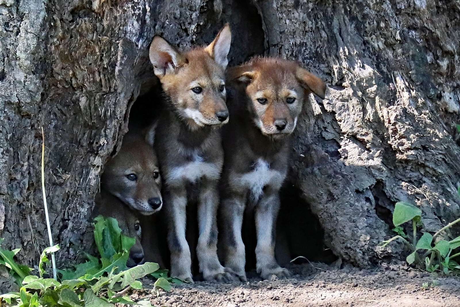 Growing wolf pups
