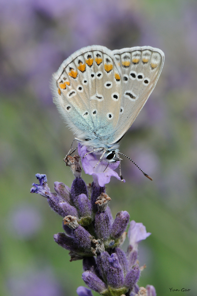 Blue on lavender