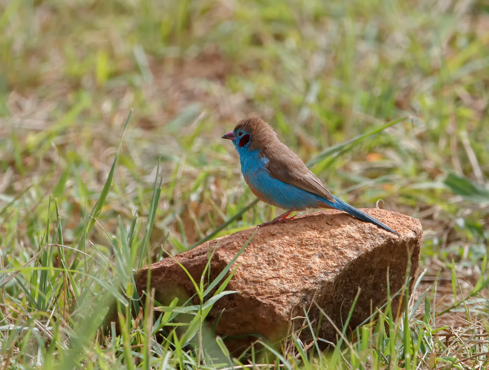 Red Cheeked Cordonbleu