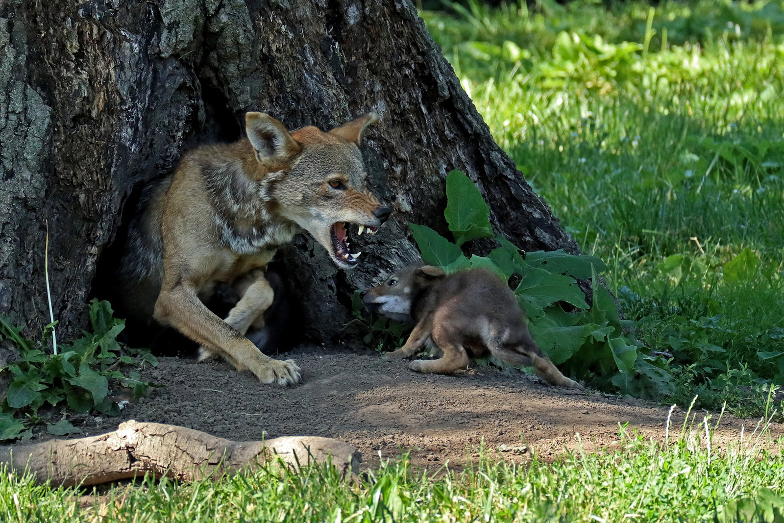 Don't wake dad wolf