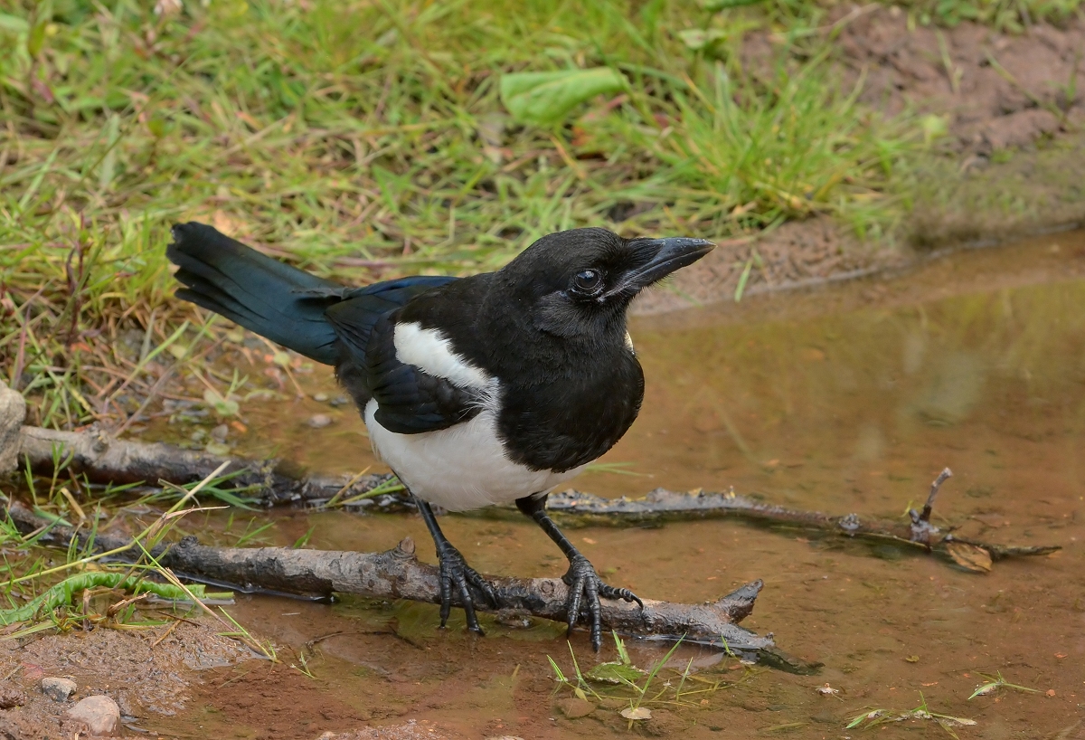Magpie