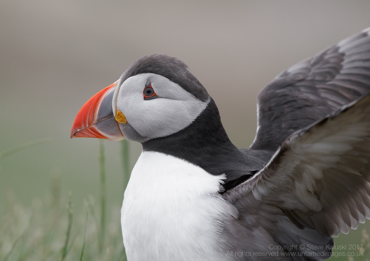 The 'humble' Puffin