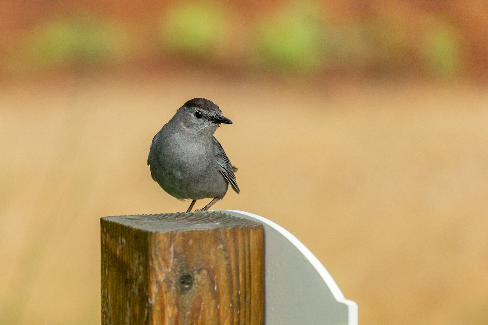 Grey Catbird