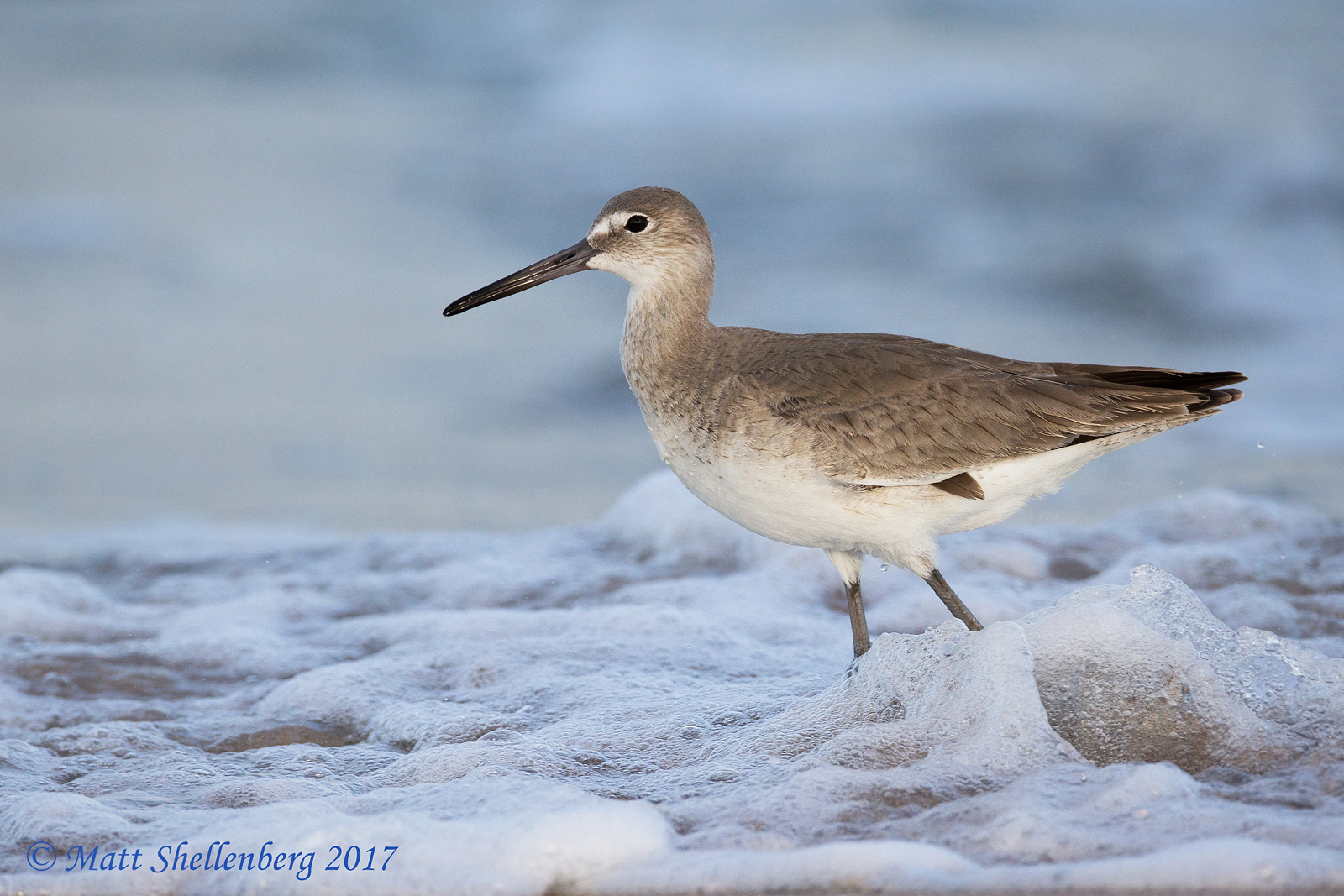 Willet