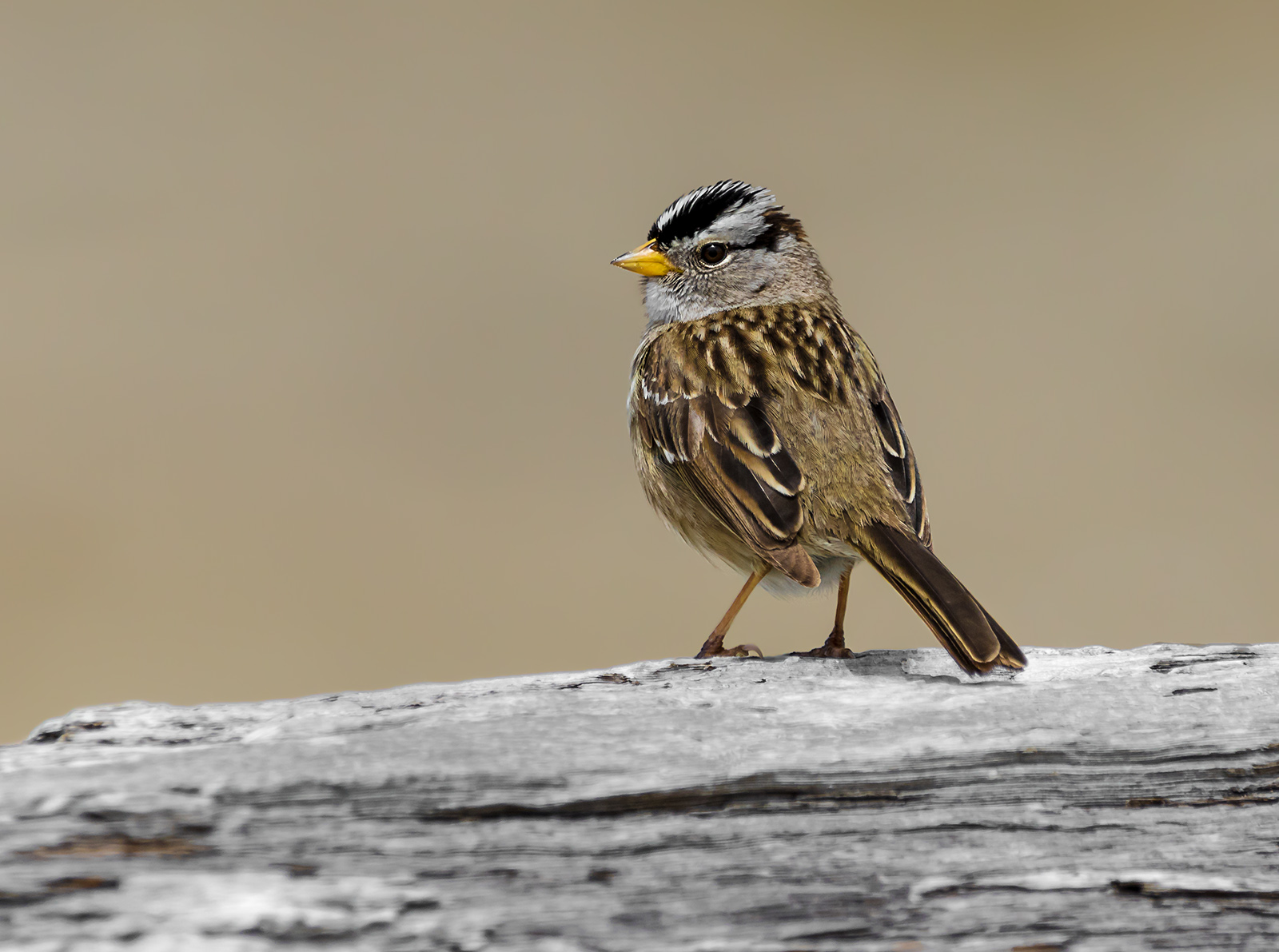 WC Sparrow/ re-post