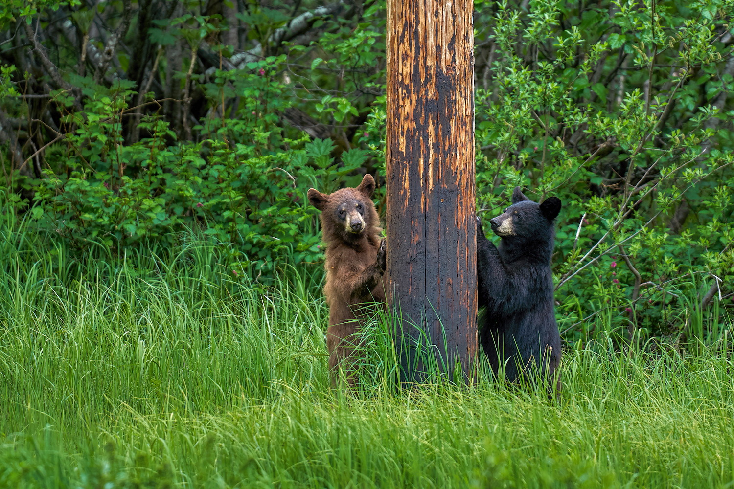 Pole Dancing