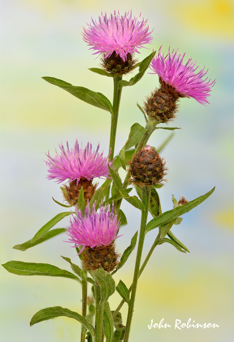 Knapweed AND REPOST