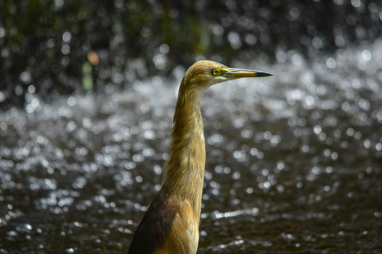 Egret..