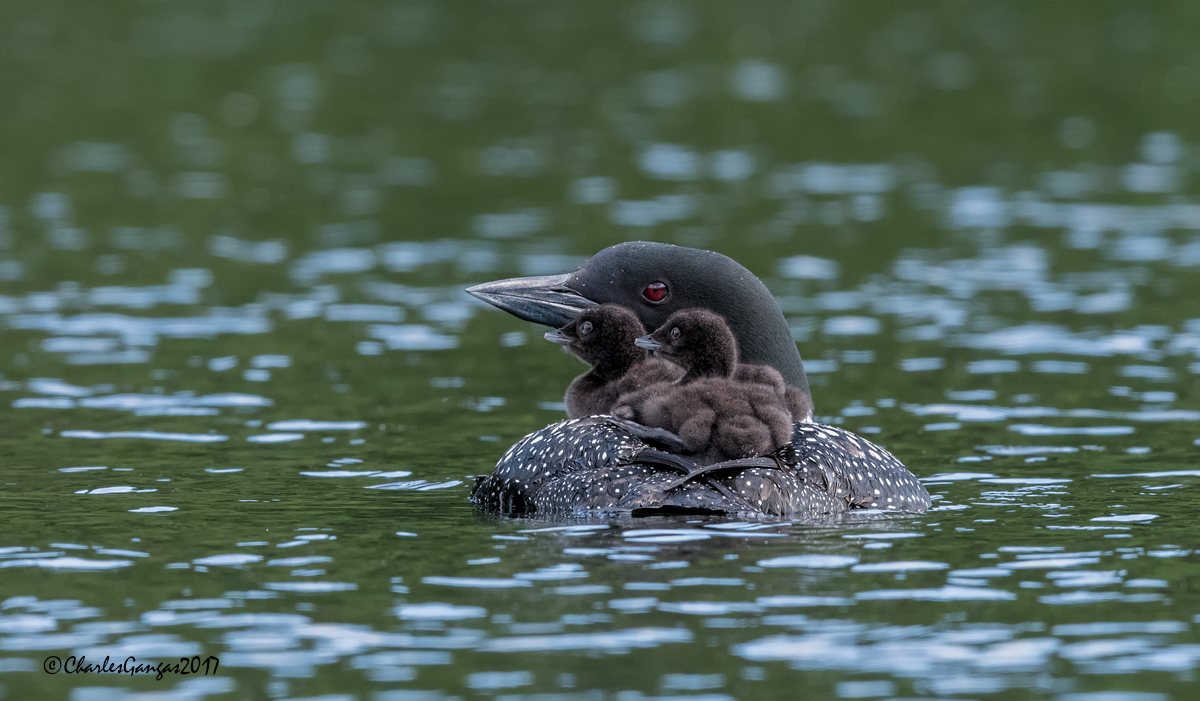Mom and her Chicks