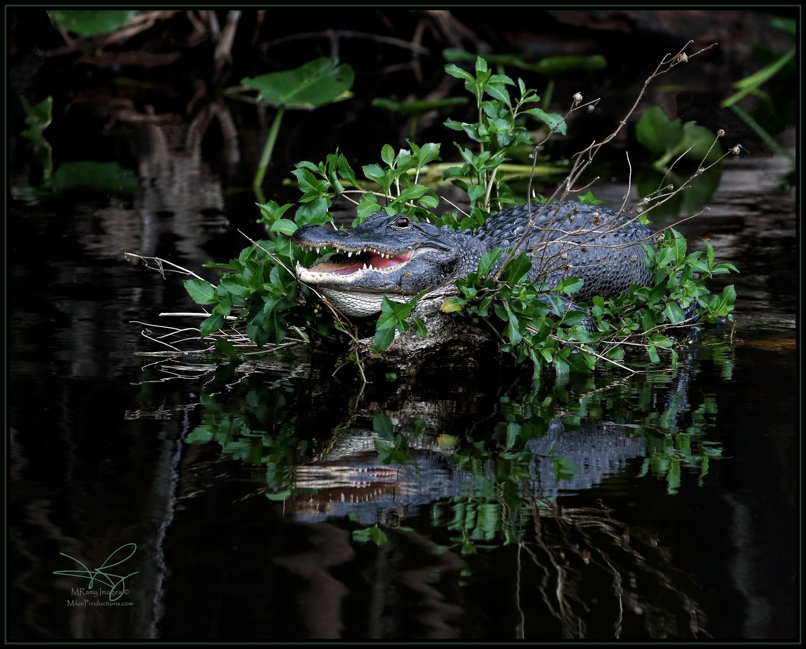 Growling Gator