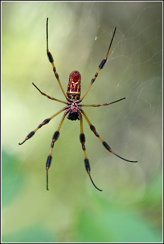 Goldensilk Front View