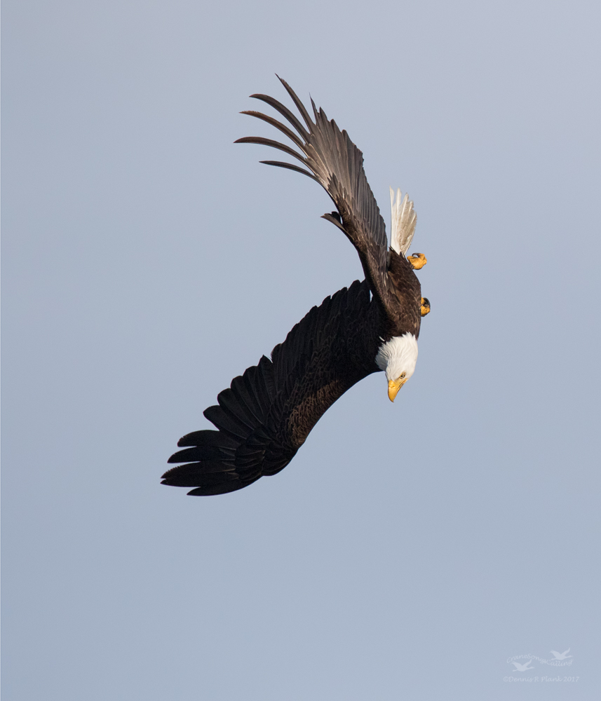 Dive Bomber